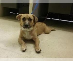 Cardigan Welsh Corgi Dogs for adoption in Camarillo, CA, USA