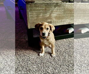 Feist Terrier-Unknown Mix Dogs for adoption in Mooresville, NC, USA