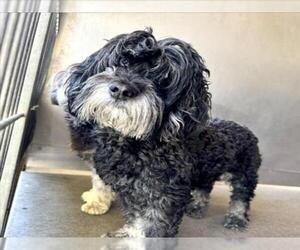 Poodle (Miniature)-Unknown Mix Dogs for adoption in San Bernardino, CA, USA