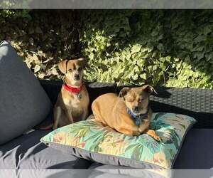 Chihuahua-Unknown Mix Dogs for adoption in San Francisco, CA, USA