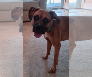 Boxer Dogs for adoption in Burnsville, MN, USA