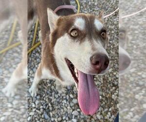 Siberian Husky Dogs for adoption in HESPERIA, CA, USA