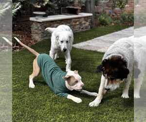 Bulldog-Unknown Mix Dogs for adoption in San Jose, CA, USA