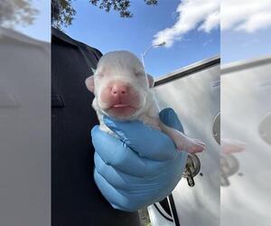 Labrador Retriever-Unknown Mix Dogs for adoption in Houston, TX, USA