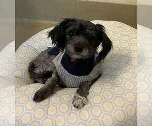 Maltese Dogs for adoption in Petaluma, CA, USA