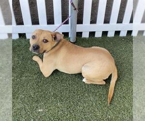 American Pit Bull Terrier-Unknown Mix Dogs for adoption in Modesto, CA, USA