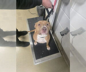 Mutt Dogs for adoption in Easton, MD, USA