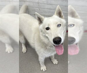Gerberian Shepsky Dogs for adoption in San Bernardino, CA, USA