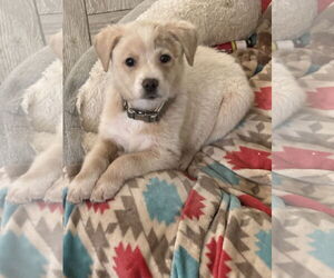 Labrador Retriever-Unknown Mix Dogs for adoption in The Woodlands, TX, USA