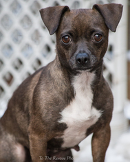 Chihuahua Dogs for adoption in Anchorage, AK, USA