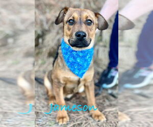 Mutt Dogs for adoption in Rockaway, NJ, USA