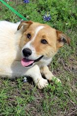 Collie Dogs for adoption in Arlington, TX, USA