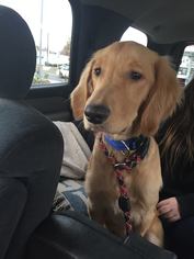 Golden Retriever Dogs for adoption in Matawan, NJ, USA