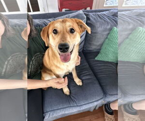Labrador Retriever-Unknown Mix Dogs for adoption in Hillsboro, NH, USA