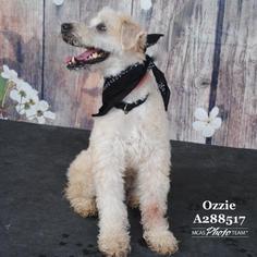 Welsh Terrier Dogs for adoption in Conroe, TX, USA