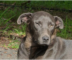 Labrador Retriever Dogs for adoption in Blairsville, GA, USA