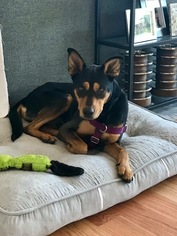 Doberman Pinscher Dogs for adoption in Littleton, CO, USA