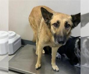 German Shepherd Dog-Unknown Mix Dogs for adoption in Visalia, CA, USA