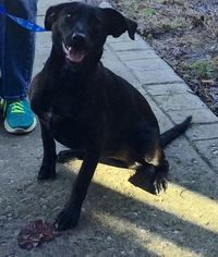 Labrador Retriever-Unknown Mix Dogs for adoption in Loudon, TN, USA