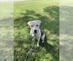 American Pit Bull Terrier Dogs for adoption in Vero Beach, FL, USA