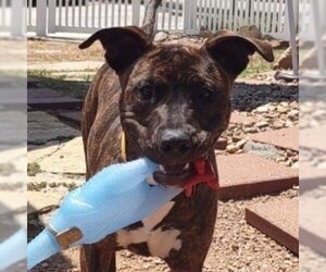 American Pit Bull Terrier Dogs for adoption in Galveston, TX, USA
