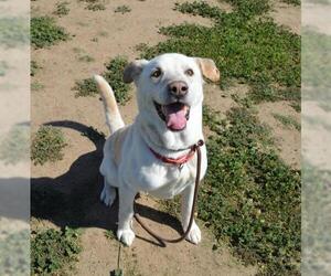 Labrador Retriever Dogs for adoption in Ramona, CA, USA