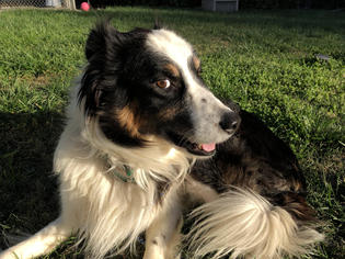 Border Collie Dogs for adoption in Healdsburg, CA, USA