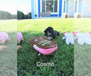 Maltipoo Dogs for adoption in San Bernardino, CA, USA