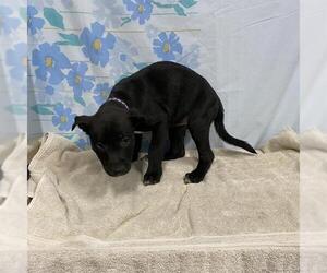 Staffordshire Bull Terrier Dogs for adoption in Modesto, CA, USA
