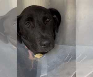 Labrador Retriever Dogs for adoption in San Diego, CA, USA