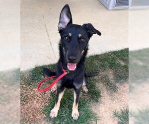 German Shepherd Dog-Huskies  Mix Dogs for adoption in Waterford, VA, USA