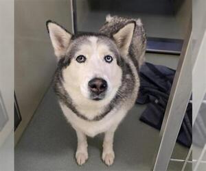 Siberian Husky Dogs for adoption in Placerville, CA, USA