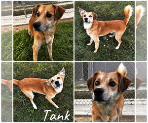 Affenpinscher Dogs for adoption in Pierceton , IN, USA