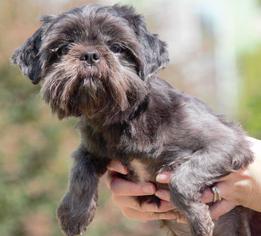 Shih Tzu Dogs for adoption in Columbus, GA, USA
