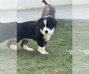 Labrador Retriever-Unknown Mix Dogs for adoption in San Diego, CA, USA