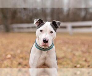 American Pit Bull Terrier-American Staffordshire Terrier Mix Dogs for adoption in Landenberg, PA, USA