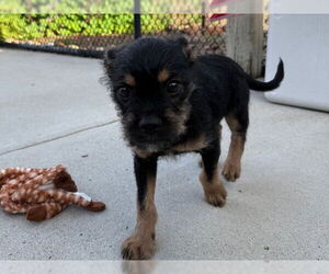 Chihuahua-Unknown Mix Dogs for adoption in Santa Cruz, CA, USA