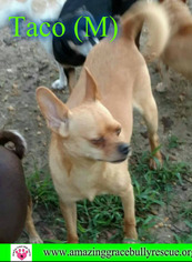 Chihuahua Dogs for adoption in Pensacola, FL, USA