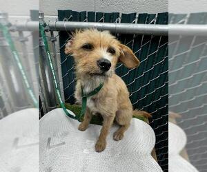 Mutt Dogs for adoption in Downey, CA, USA