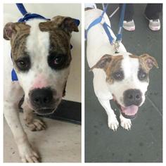 American Bulldog-Unknown Mix Dogs for adoption in Tampa , FL, USA