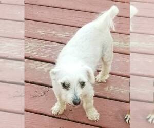 Maltese Dogs for adoption in Minneapolis, MN, USA