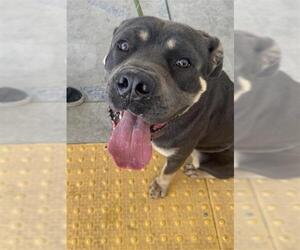 Rottweiler Dogs for adoption in Bakersfield, CA, USA