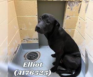 Labrador Retriever-Unknown Mix Dogs for adoption in Tulsa, OK, USA