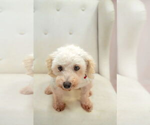 Bichon Frise Dogs for adoption in Sioux Falls, SD, USA