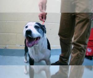 American Pit Bull Terrier-Unknown Mix Dogs for adoption in Tulsa, OK, USA