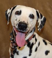 Dalmatian Dogs for adoption in Richmond, IN, USA