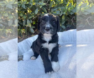 Neapolitan Mastiff-Old English Sheepdog Mix Dogs for adoption in Marina Del Rey, CA, USA