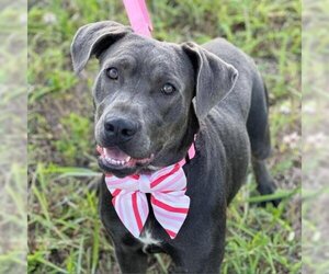 Weimaraner Dogs for adoption in Denison, TX, USA