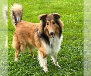 Collie Dogs for adoption in Dublin, OH, USA