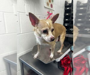 Chihuahua Dogs for adoption in San Bernardino, CA, USA